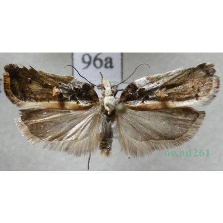 Acleris cristana (Denis & Schiffermüller, 1775) Czech96a